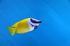 Tropical fish 1