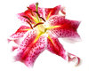 lilly