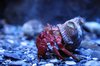 Hermit crab