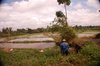 rice fields