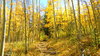 Colorado Aspen