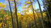 Colorado Aspen