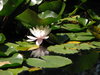 Water lily
