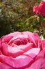 Gardeners pride