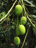 Mangoes