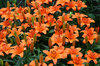 Orange lilies