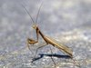 Insect