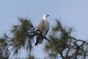White Bellied Sea Eagle