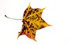 leaf