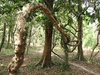 Jungle Vines