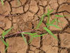 Cracked Earth