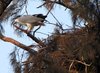 White Bellied Sea Eagle