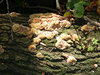 Fungus and Co