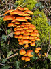 Toadstools