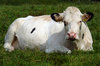 Spot, The cow