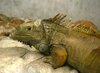 Iguana