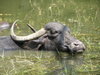 Water Buffalo