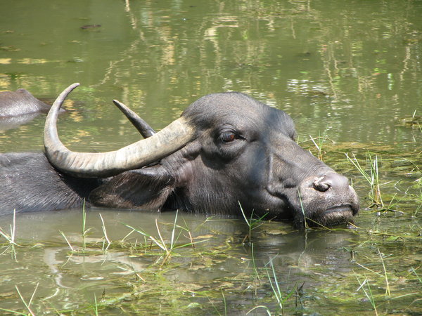 Water Buffalo: no description