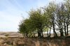 Trees on Exmoor