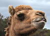 camel time