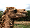 camel time