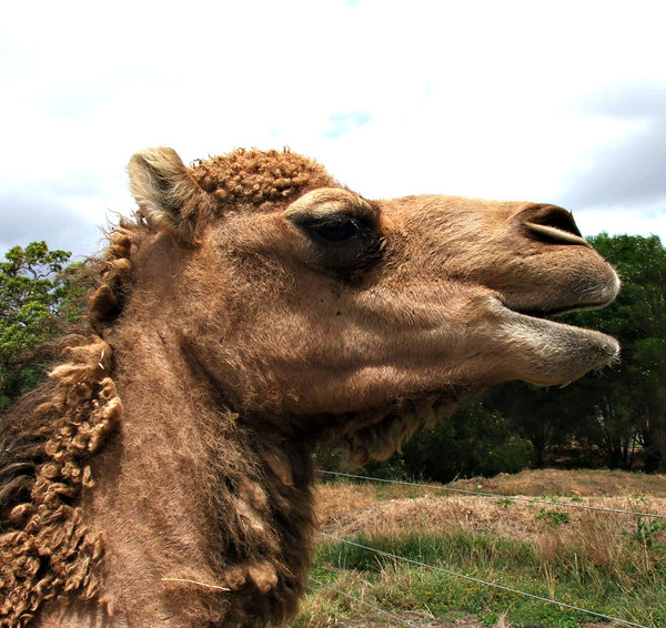 Free stock photos  Rgbstock Free stock images  camel time  TACLUDA