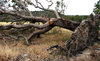 toppled - uprooted