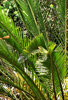 zamia