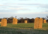 hay harvest
