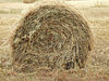 hay harvest