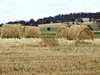 hay harvest
