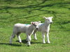 Baby Lambs