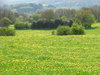Field of buttercups