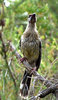 wattled honeyeater