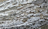 worm-eaten driftwood in sand