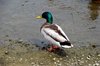 Lake ducks 1