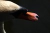 Swan
