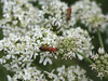 Soldier beetle