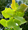 leaves that make a point
