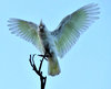in a flap