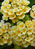 Lantana
