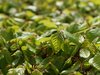 Beech leafs