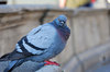 pigeon