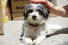 dog on the street