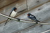 birds 2
