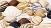 Sea shells