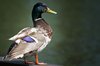 Mallard 2