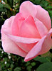 in the pink