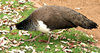 peahen colour