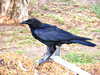 stone the crows